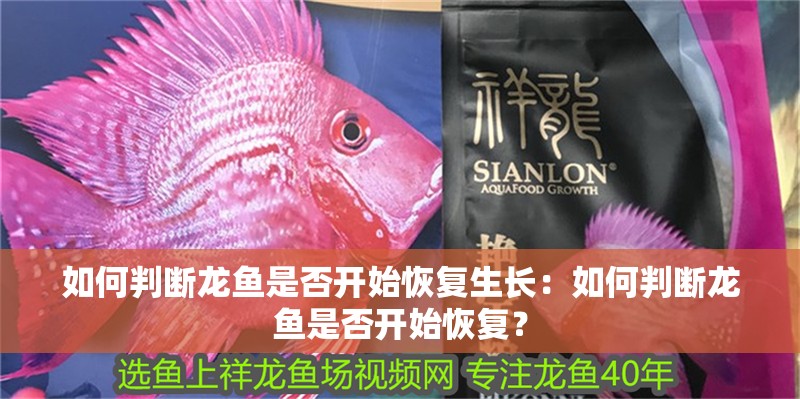 如何判斷龍魚是否開始恢復生長：如何判斷龍魚是否開始恢復？