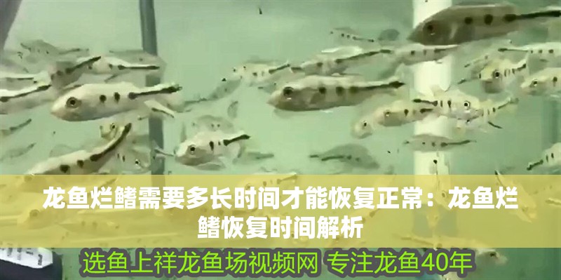 龍魚爛鰭需要多長時間才能恢復正常：龍魚爛鰭恢復時間解析