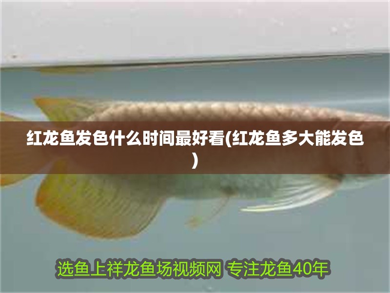 紅龍魚發色什么時間最好看(紅龍魚多大能發色)