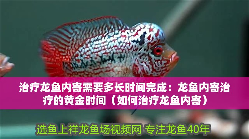 治療龍魚內寄需要多長時間完成：龍魚內寄治療的黃金時間（如何治療龍魚內寄）