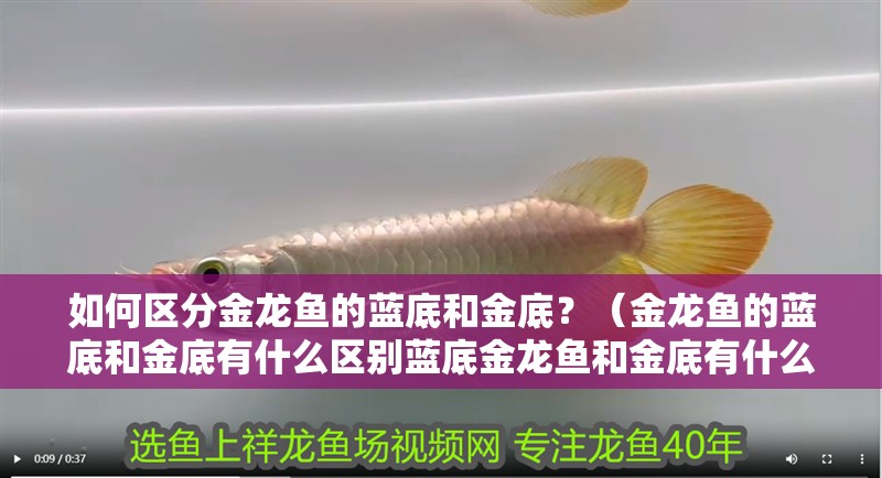如何區(qū)分金龍魚的藍底和金底？（金龍魚的藍底和金底有什么區(qū)別藍底金龍魚和金底有什么區(qū)別）