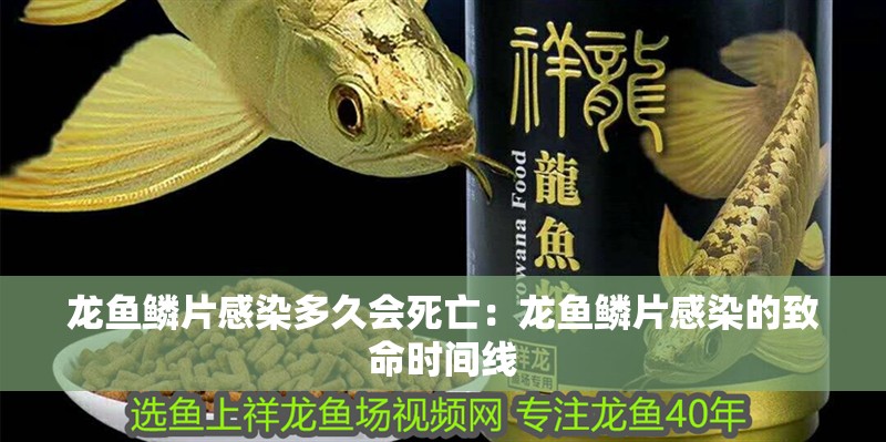 龍魚鱗片感染多久會死亡：龍魚鱗片感染的致命時間線