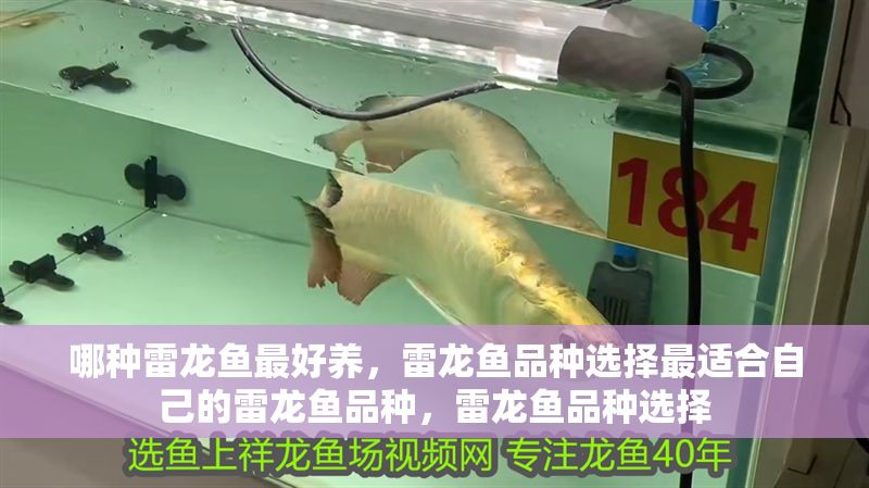 哪種雷龍魚最好養，雷龍魚品種選擇最適合自己的雷龍魚品種，雷龍魚品種選擇