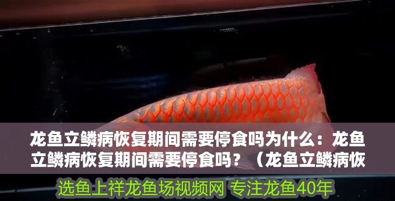 龍魚立鱗病恢復(fù)期間需要停食嗎為什么：龍魚立鱗病恢復(fù)期間需要停食嗎？（龍魚立鱗病恢復(fù)期間應(yīng)該停食嗎？）