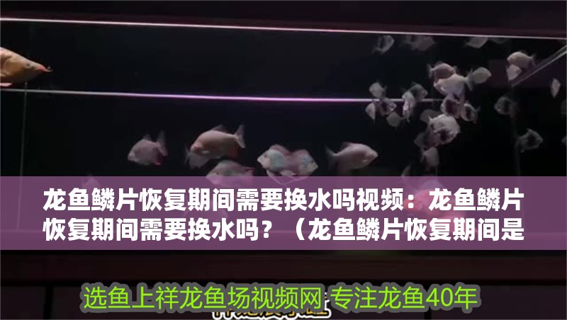 龍魚鱗片恢復期間需要換水嗎視頻：龍魚鱗片恢復期間需要換水嗎？（龍魚鱗片恢復期間是否需要換水）