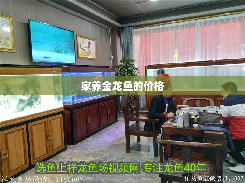 家養金龍魚的價格