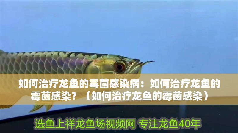 如何治療龍魚的霉菌感染病：如何治療龍魚的霉菌感染？（如何治療龍魚的霉菌感染）