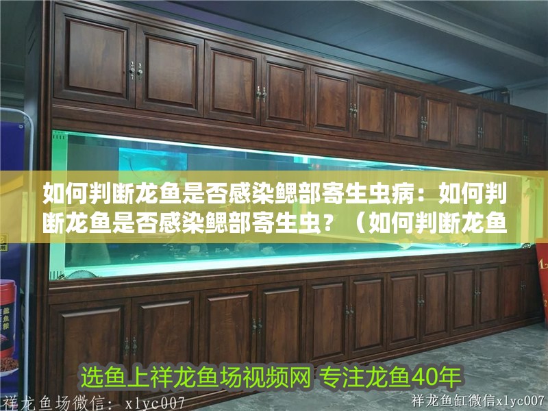 如何判斷龍魚是否感染鰓部寄生蟲病：如何判斷龍魚是否感染鰓部寄生蟲？（如何判斷龍魚是否感染肺部寄生蟲）