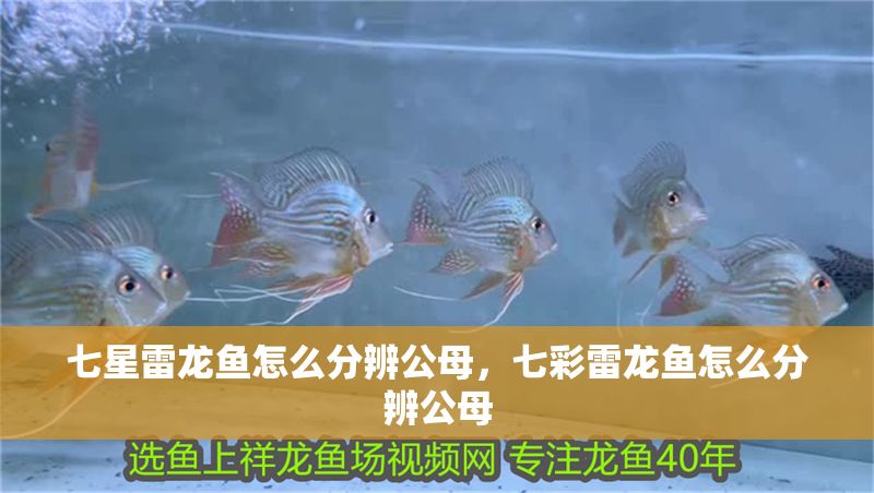 七星雷龍魚怎么分辨公母，七彩雷龍魚怎么分辨公母