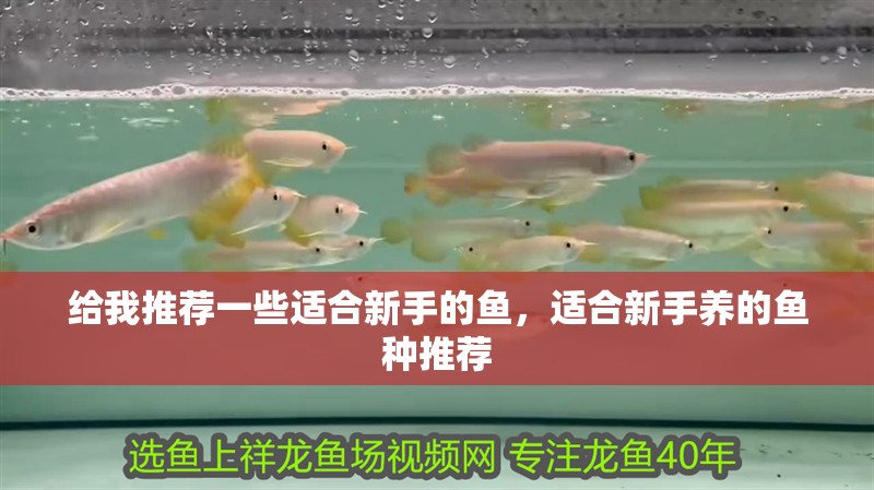 給我推薦一些適合新手的魚，適合新手養的魚種推薦