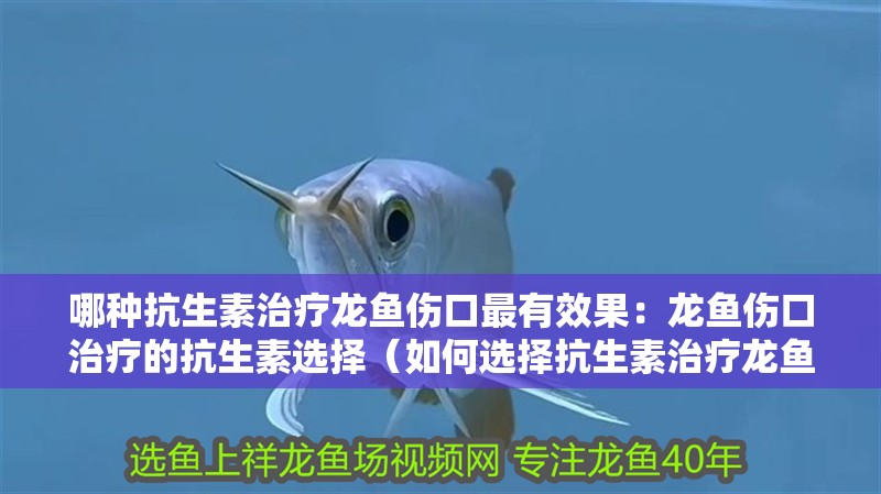 哪種抗生素治療龍魚傷口最有效果：龍魚傷口治療的抗生素選擇（如何選擇抗生素治療龍魚傷口）