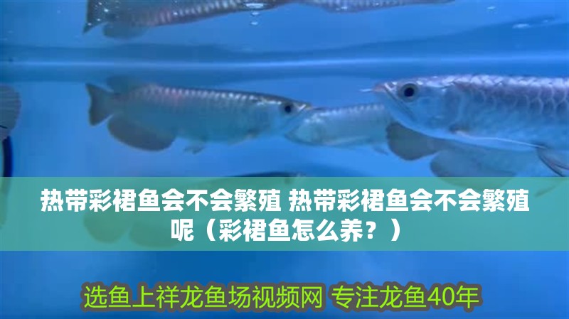熱帶彩裙魚會不會繁殖 熱帶彩裙魚會不會繁殖呢（彩裙魚怎么養？） 熱帶彩裙魚會不會繁殖 熱帶彩裙魚會不會繁殖呢（彩裙魚怎么養？） 觀賞魚百科