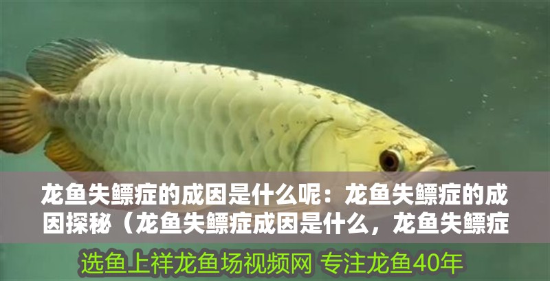 龍魚失鰾癥的成因是什么呢：龍魚失鰾癥的成因探秘（龍魚失鰾癥成因是什么，龍魚失鰾癥的成因是什么）