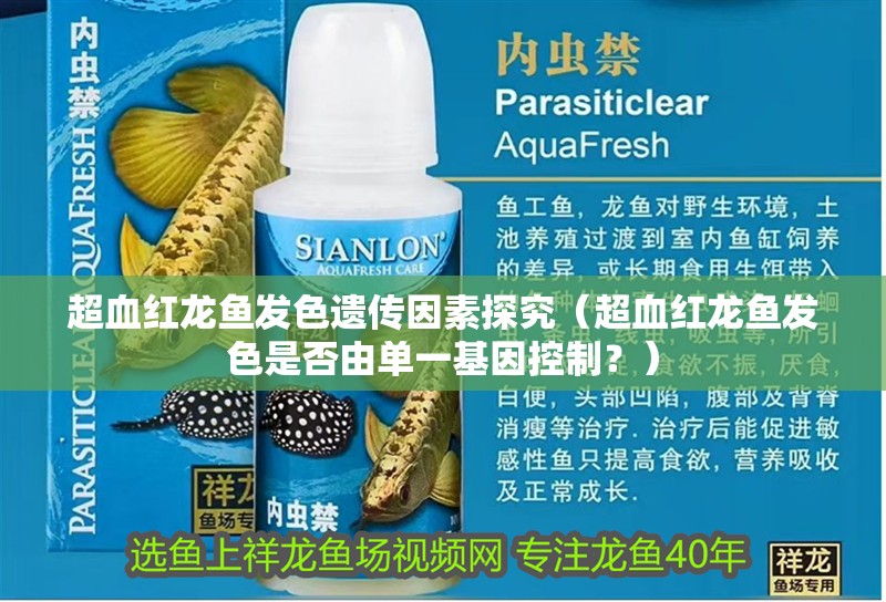超血紅龍魚發色遺傳因素探究（超血紅龍魚發色是否由單一基因控制？）