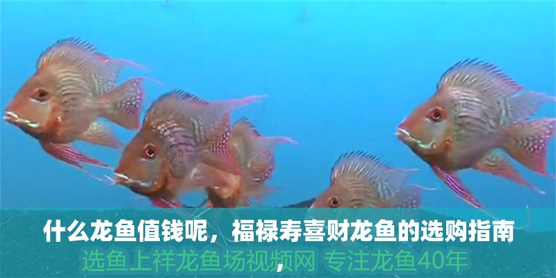 什么龍魚值錢呢，福祿壽喜財龍魚的選購指南，
