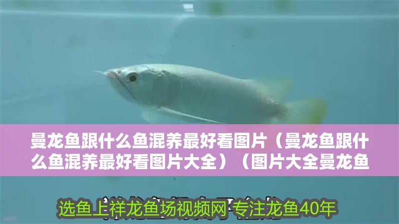 曼龍魚跟什么魚混養最好看圖片（曼龍魚跟什么魚混養最好看圖片大全）（圖片大全曼龍魚跟什么魚混養最好看）