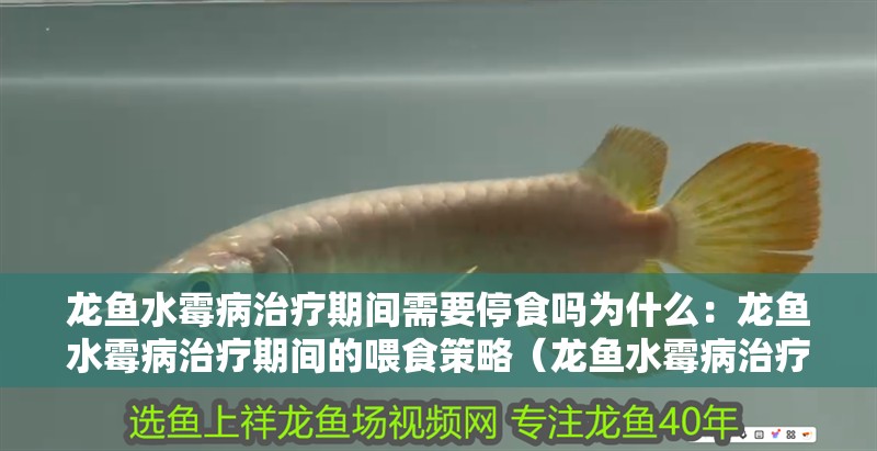 龍魚水霉病治療期間需要停食嗎為什么：龍魚水霉病治療期間的喂食策略（龍魚水霉病治療期間是否需要停食）