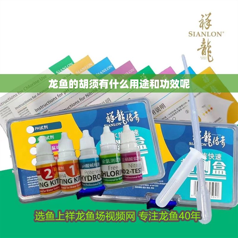 龍魚的胡須有什么用途和功效呢 龍魚百科 第2張 龍魚的胡須有什么用途和功效呢 龍魚的胡須有什么用途和功效呢 龍魚百科 第2張