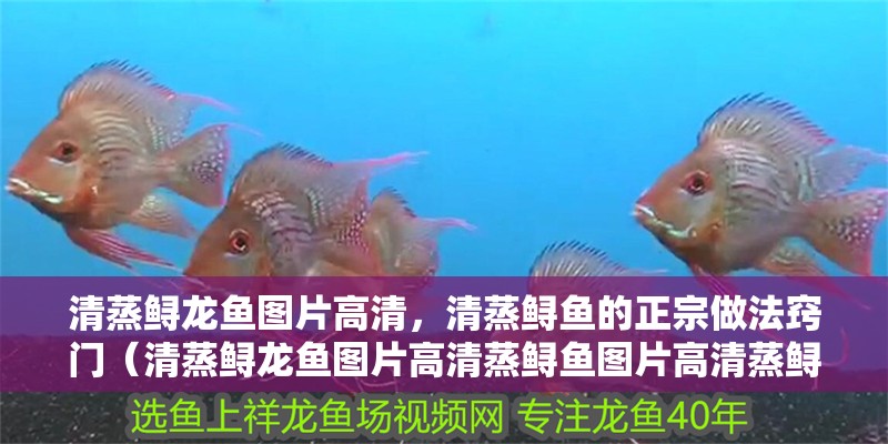 清蒸鱘龍魚(yú)圖片高清，清蒸鱘魚(yú)的正宗做法竅門(mén)（清蒸鱘龍魚(yú)圖片高清蒸鱘魚(yú)圖片高清蒸鱘魚(yú)圖片高清蒸鱘龍魚(yú)）