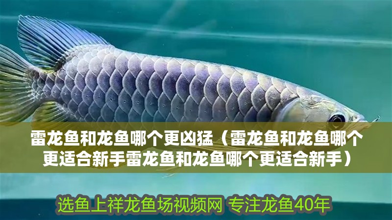 雷龍魚和龍魚哪個(gè)更兇猛（雷龍魚和龍魚哪個(gè)更適合新手雷龍魚和龍魚哪個(gè)更適合新手）
