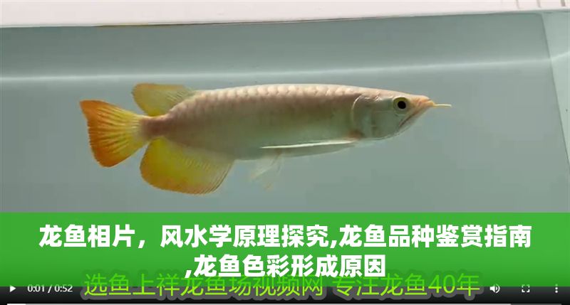 龍魚相片，風(fēng)水學(xué)原理探究,龍魚品種鑒賞指南,龍魚色彩形成原因