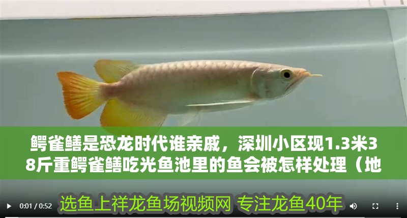 鱷雀鱔是恐龍時代誰親戚，深圳小區現1.3米38斤重鱷雀鱔吃光魚池里的魚會被怎樣處理（地球上小區現1.3米大型魚類鱷雀鱔）