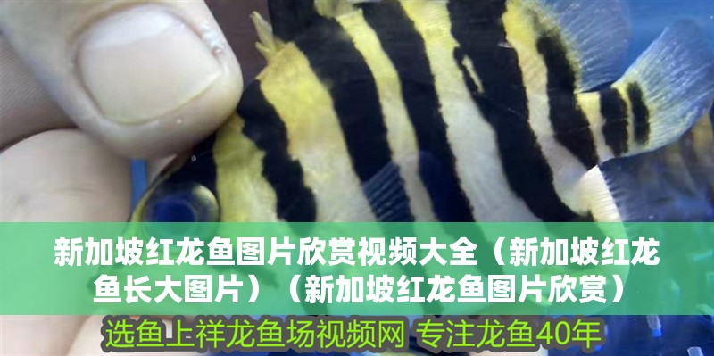 新加坡紅龍魚圖片欣賞視頻大全（新加坡紅龍魚長大圖片）（新加坡紅龍魚圖片欣賞）