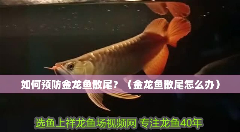 如何預(yù)防金龍魚散尾？（金龍魚散尾怎么辦）