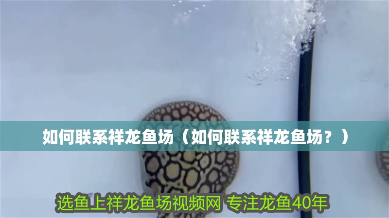 如何聯系祥龍魚場（如何聯系祥龍魚場？） 如何聯系祥龍魚場（如何聯系祥龍魚場？） 龍魚百科