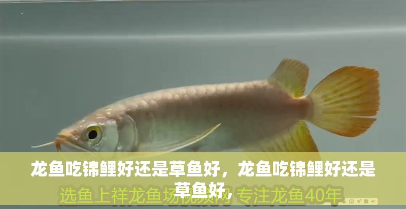 龍魚吃錦鯉好還是草魚好，龍魚吃錦鯉好還是草魚好，