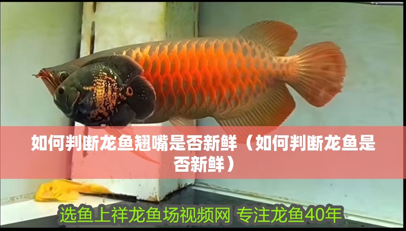 如何判斷龍魚翹嘴是否新鮮（如何判斷龍魚是否新鮮） 如何判斷龍魚翹嘴是否新鮮（如何判斷龍魚是否新鮮） 龍魚百科