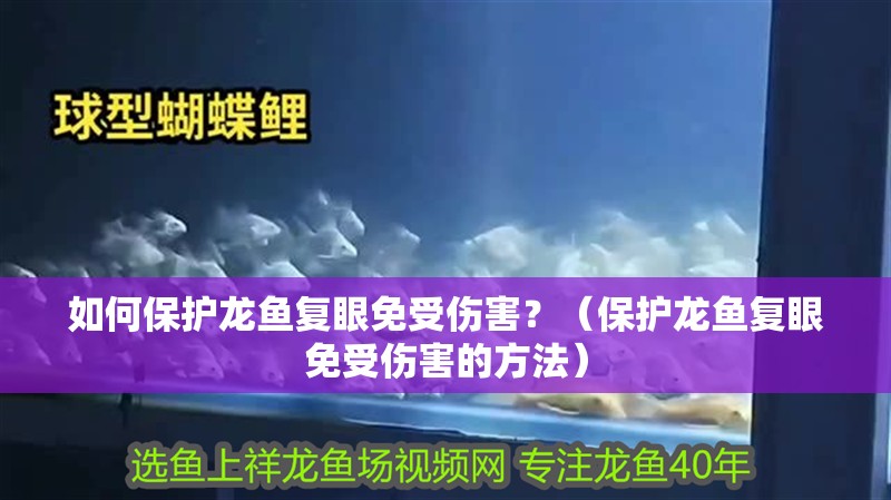 如何保護龍魚復眼免受傷害？（保護龍魚復眼免受傷害的方法） 如何保護龍魚復眼免受傷害？（保護龍魚復眼免受傷害的方法） 龍魚百科