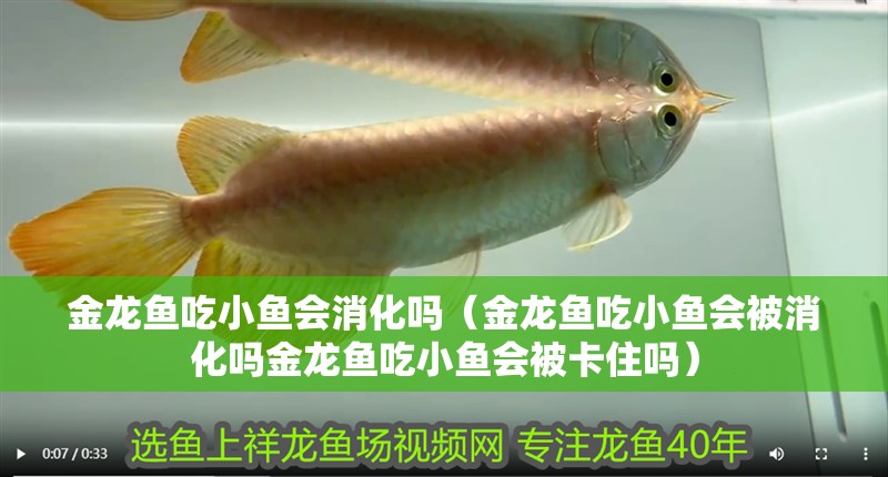 金龍魚吃小魚會消化嗎（金龍魚吃小魚會被消化嗎金龍魚吃小魚會被卡住嗎）