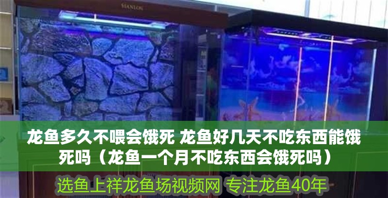 龍魚多久不喂會餓死 龍魚好幾天不吃東西能餓死嗎（龍魚一個月不吃東西會餓死嗎） 龍魚多久不喂會餓死 龍魚好幾天不吃東西能餓死嗎（龍魚一個月不吃東西會餓死嗎） 觀賞魚百科