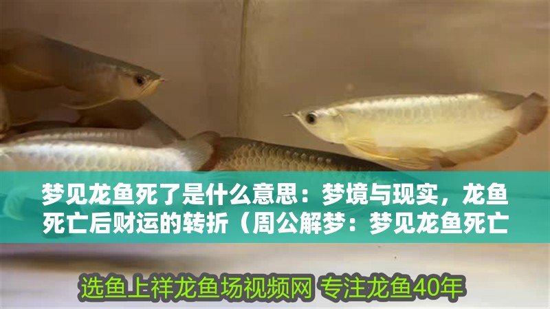 夢見龍魚死了是什么意思：夢境與現實，龍魚死亡后財運的轉折（周公解夢：夢見龍魚死亡會影響財運嗎？）