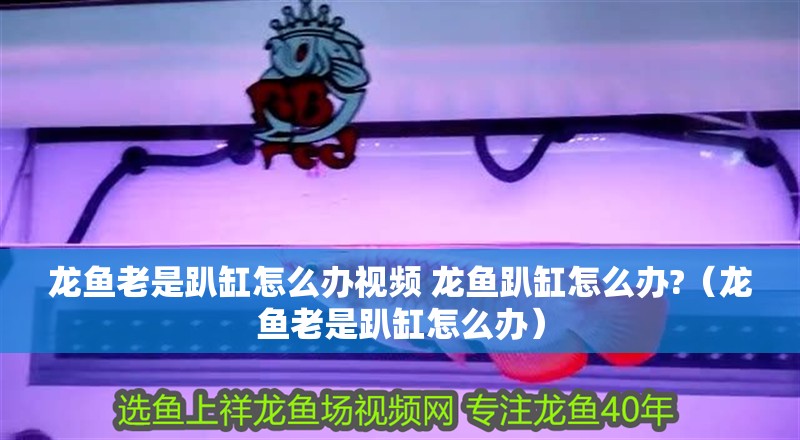 龍魚老是趴缸怎么辦視頻 龍魚趴缸怎么辦?（龍魚老是趴缸怎么辦）