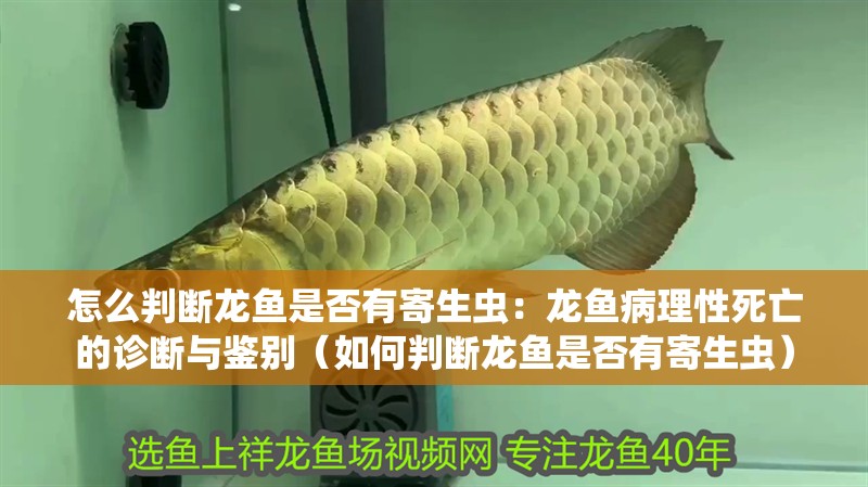 怎么判斷龍魚是否有寄生蟲：龍魚病理性死亡的診斷與鑒別（如何判斷龍魚是否有寄生蟲）