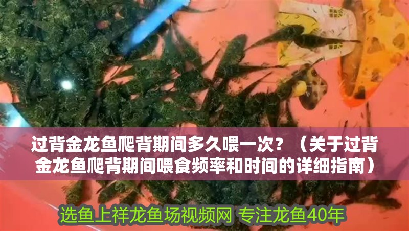 過背金龍魚爬背期間多久喂一次？（關于過背金龍魚爬背期間喂食頻率和時間的詳細指南） 過背金龍魚爬背期間多久喂一次？（關于過背金龍魚爬背期間喂食頻率和時間的詳細指南） 龍魚百科