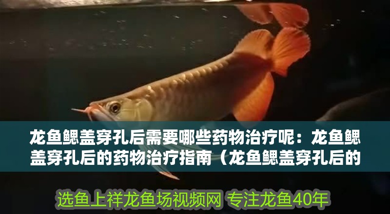 龍魚鰓蓋穿孔后需要哪些藥物治療呢：龍魚鰓蓋穿孔后的藥物治療指南（龍魚鰓蓋穿孔后的藥物治療）