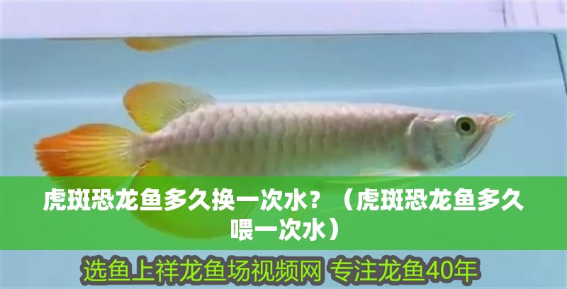虎斑恐龍魚多久換一次水？（虎斑恐龍魚多久喂一次水）