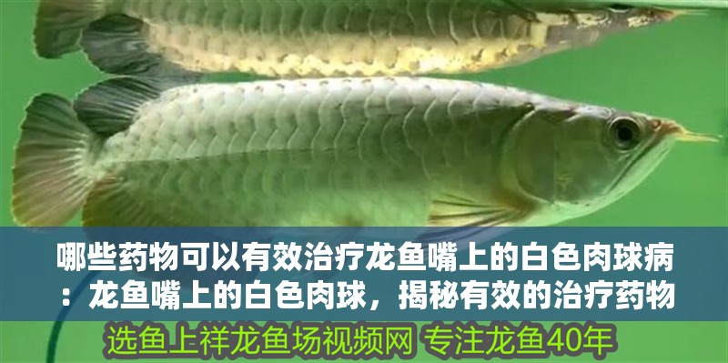 哪些藥物可以有效治療龍魚嘴上的白色肉球病：龍魚嘴上的白色肉球，揭秘有效的治療藥物（龍魚嘴上的白色肉球可以有效治療龍魚嘴上的白色肉球）