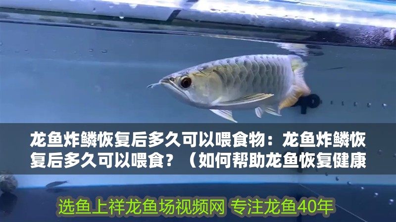 龍魚炸鱗恢復后多久可以喂食物：龍魚炸鱗恢復后多久可以喂食？（如何幫助龍魚恢復健康）