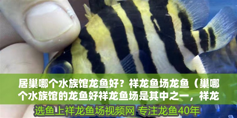 居巢哪個水族館龍魚好？祥龍魚場龍魚（巢哪個水族館的龍魚好祥龍魚場是其中之一，祥龍魚場是其中之一）