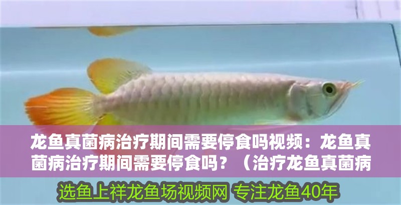 龍魚真菌病治療期間需要停食嗎視頻：龍魚真菌病治療期間需要停食嗎？（治療龍魚真菌病需要停食嗎？）