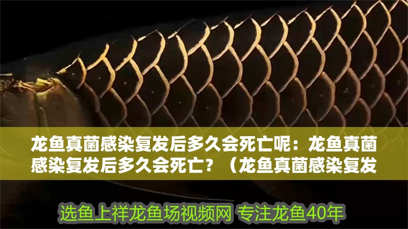 龍魚真菌感染復發后多久會死亡呢：龍魚真菌感染復發后多久會死亡？（龍魚真菌感染復發后多久會死亡）