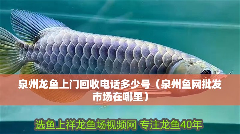 泉州龍魚上門回收電話多少號(hào)（泉州魚網(wǎng)批發(fā)市場在哪里）