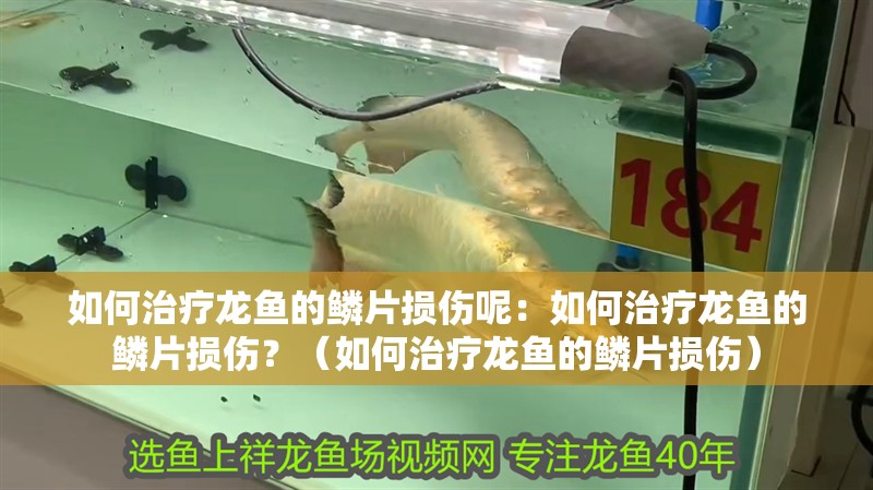 如何治療龍魚的鱗片損傷呢：如何治療龍魚的鱗片損傷？（如何治療龍魚的鱗片損傷）