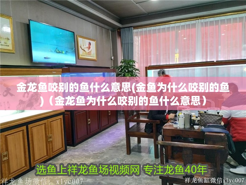 金龍魚咬別的魚什么意思(金魚為什么咬別的魚)（金龍魚為什么咬別的魚什么意思）