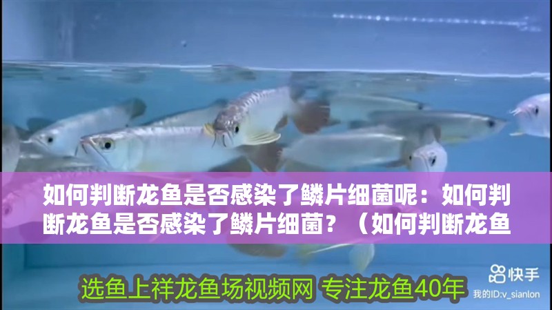 如何判斷龍魚是否感染了鱗片細菌呢：如何判斷龍魚是否感染了鱗片細菌？（如何判斷龍魚感染鱗片細菌）
