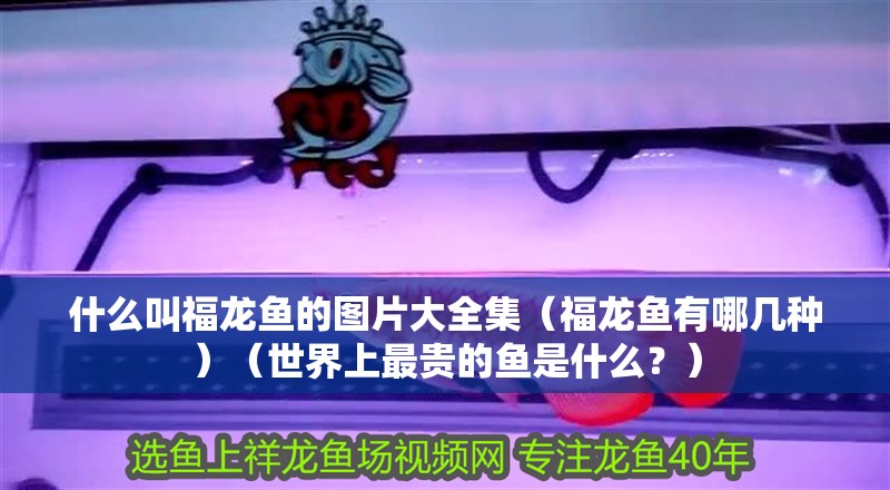 什么叫福龍魚的圖片大全集（福龍魚有哪幾種）（世界上最貴的魚是什么？）